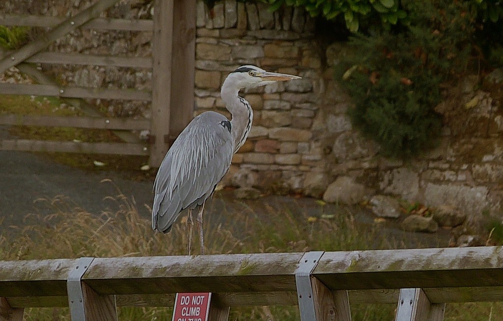 Heron  by shirleybankfarm