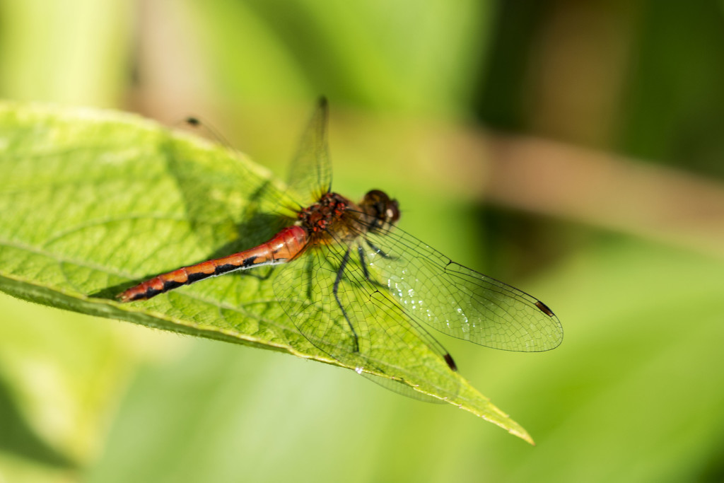 dragonfly by dakotakid35