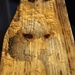 Faces in the Wood by selkie