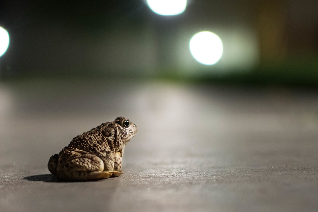 A Toad's Strategy  by ckwiseman