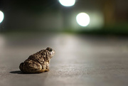 9th Aug 2015 - A Toad's Strategy 