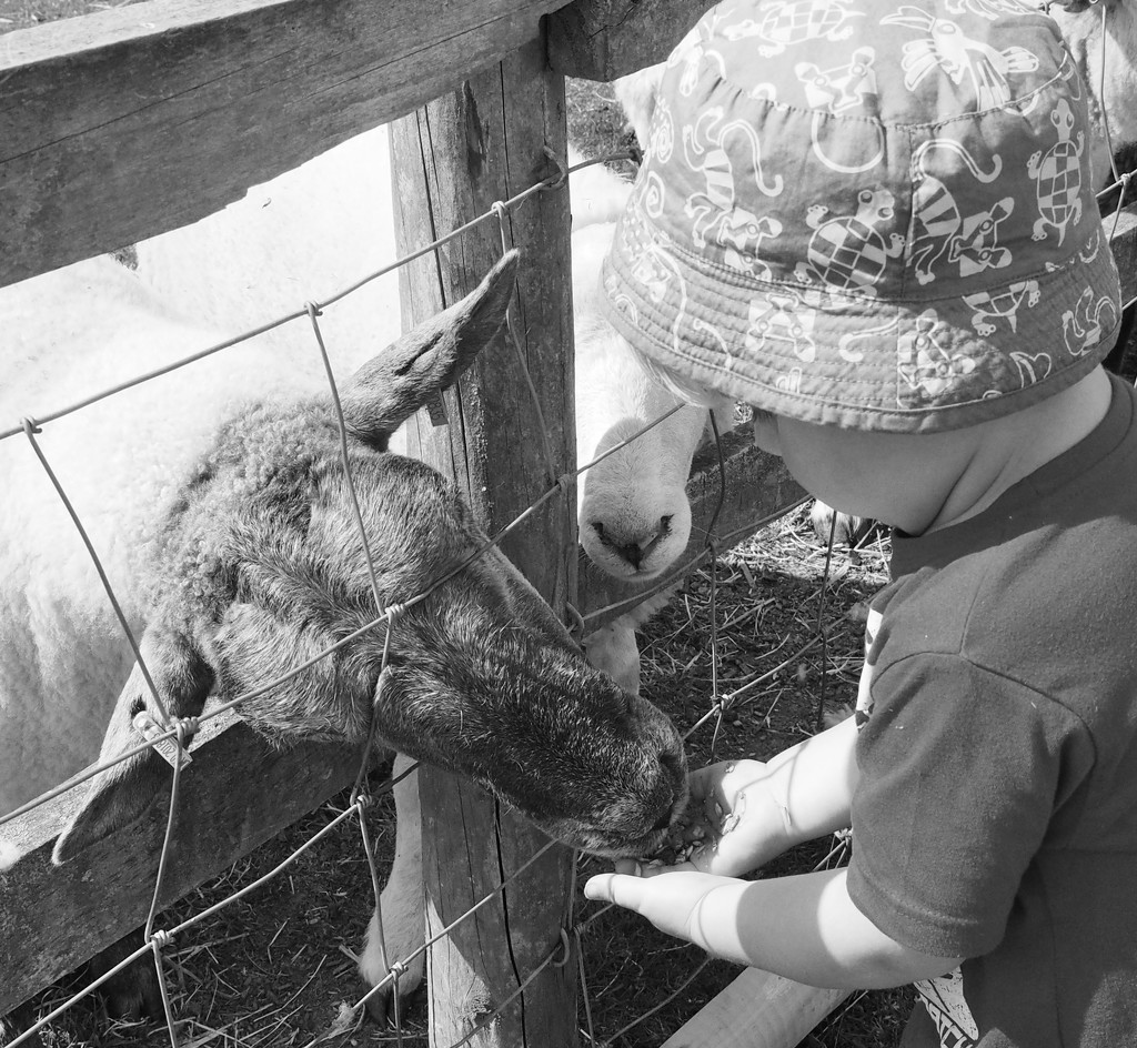 Sheep feeding..... by anne2013