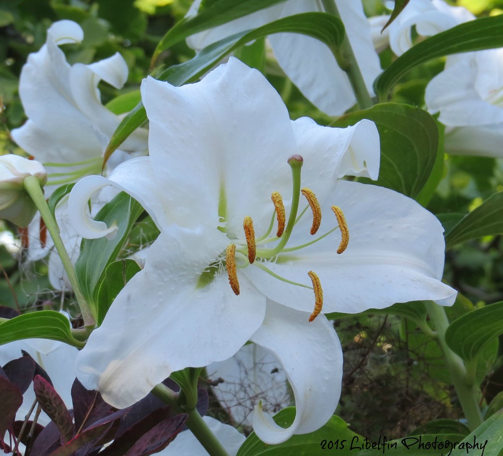 Lillies in Beacon Hill Park by kathyo