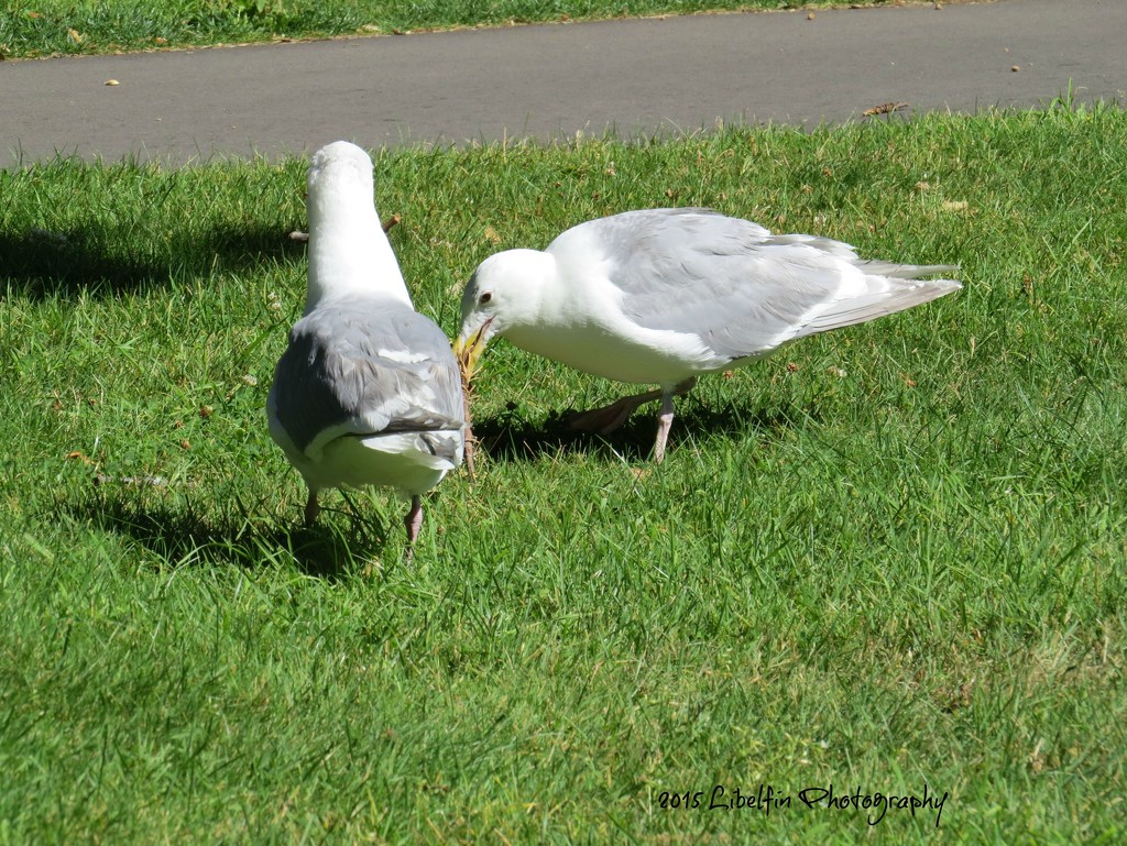 Seagull Courtship by kathyo