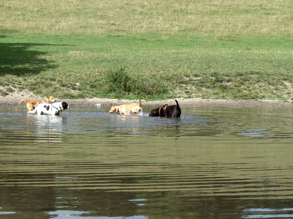 The Local Dog Pond by bulldog