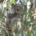 bright eyed by koalagardens