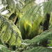 Frond foliage  by kiwinanna