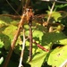 Twig? Yes? No! It's A Dragonfly by oldjosh