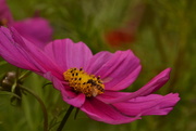 10th Aug 2015 - Bud, Cosmos and Hoverfly