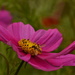 Bud, Cosmos and Hoverfly by ziggy77