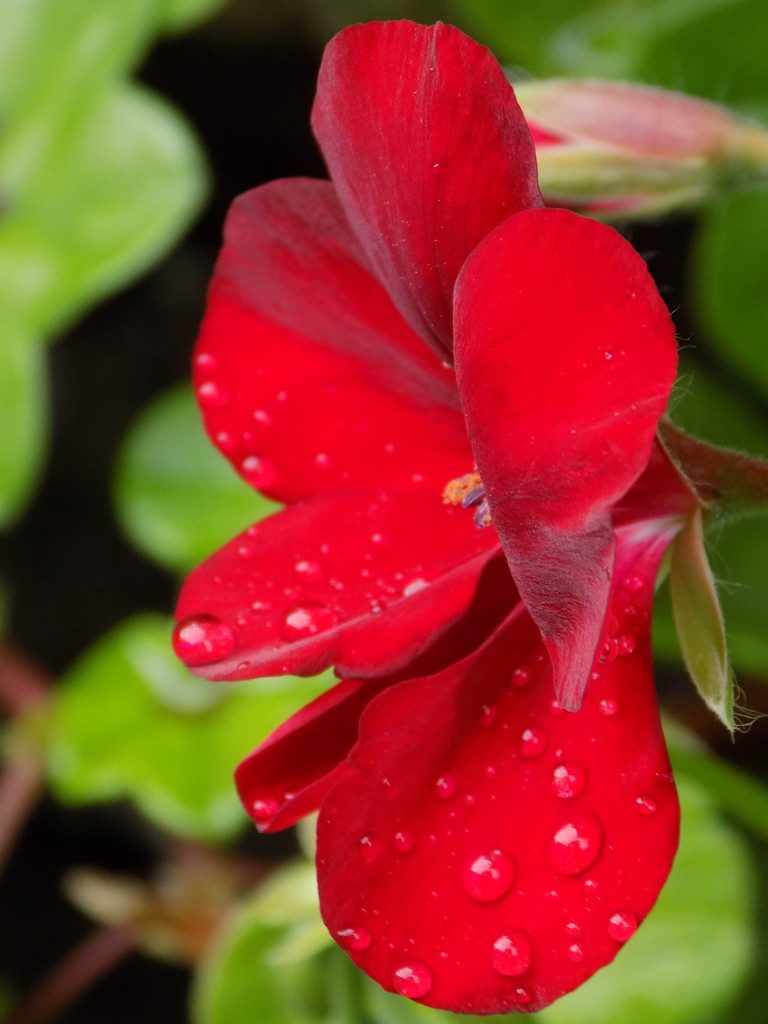 Geranium and raindrops by flowerfairyann