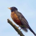 Robin by sunnygreenwood