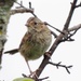 Cute Little Brown Bird by sunnygreenwood