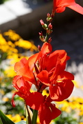 10th Aug 2015 - Canna lily