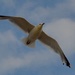 Seagull by tomdoel