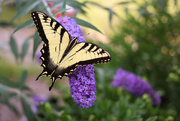 10th Aug 2015 - Eastern Tiger Swallowtail