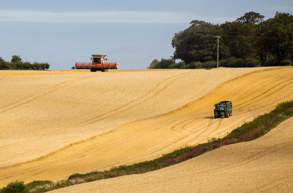 9th August 2015    - The Harvest Begins by pamknowler