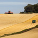 9th August 2015    - The Harvest Begins by pamknowler