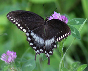 10th Aug 2015 - Spicebush Swallowtail
