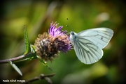 10th Aug 2015 - Green veined white