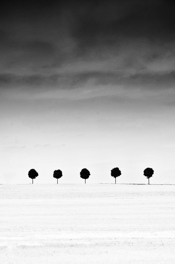 5 trees near Niort by seanoneill