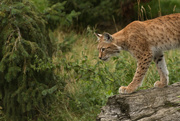 10th Aug 2015 - Eurasian Lynx
