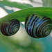 Snails by philhendry