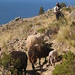 Knitting shepherd by ingrid01