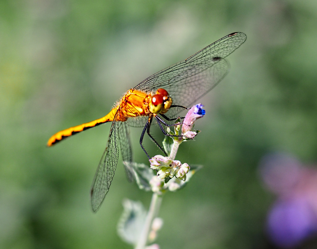Dragonfly by tosee