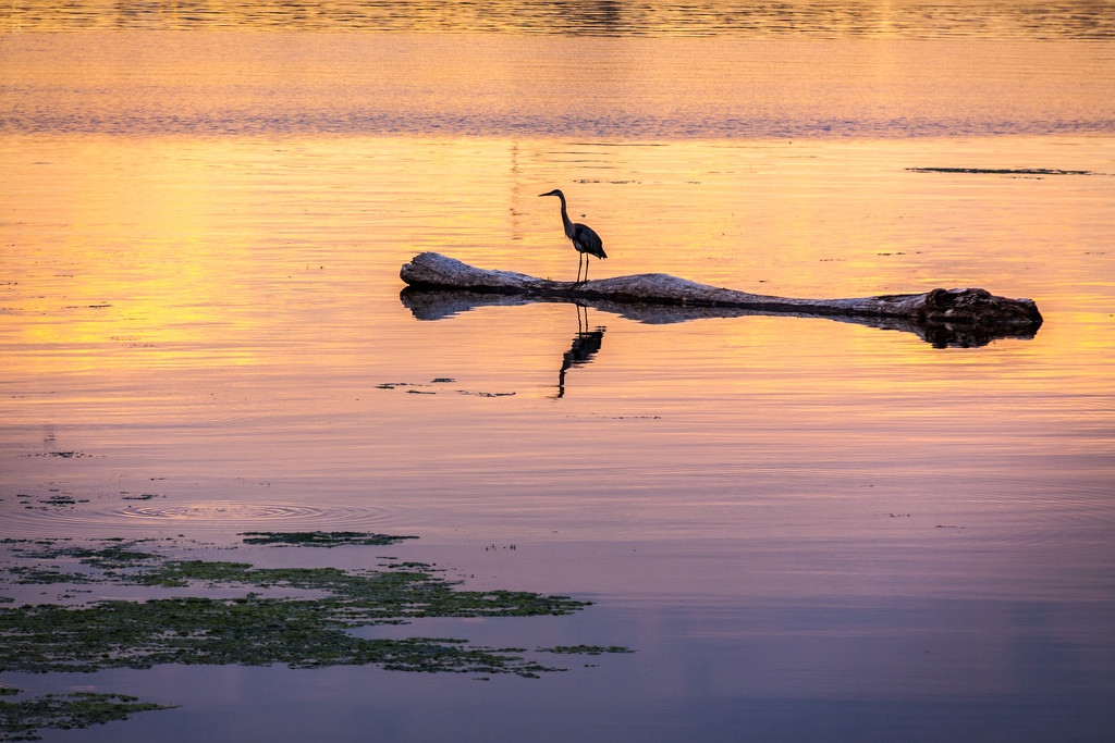 Heron on log at Sunrise by jbritt