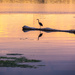 Heron on log at Sunrise by jbritt