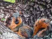 10th Aug 2015 - What - You Haven't Seen a Squirrel With a Nut Before?