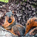 What - You Haven't Seen a Squirrel With a Nut Before? by milaniet