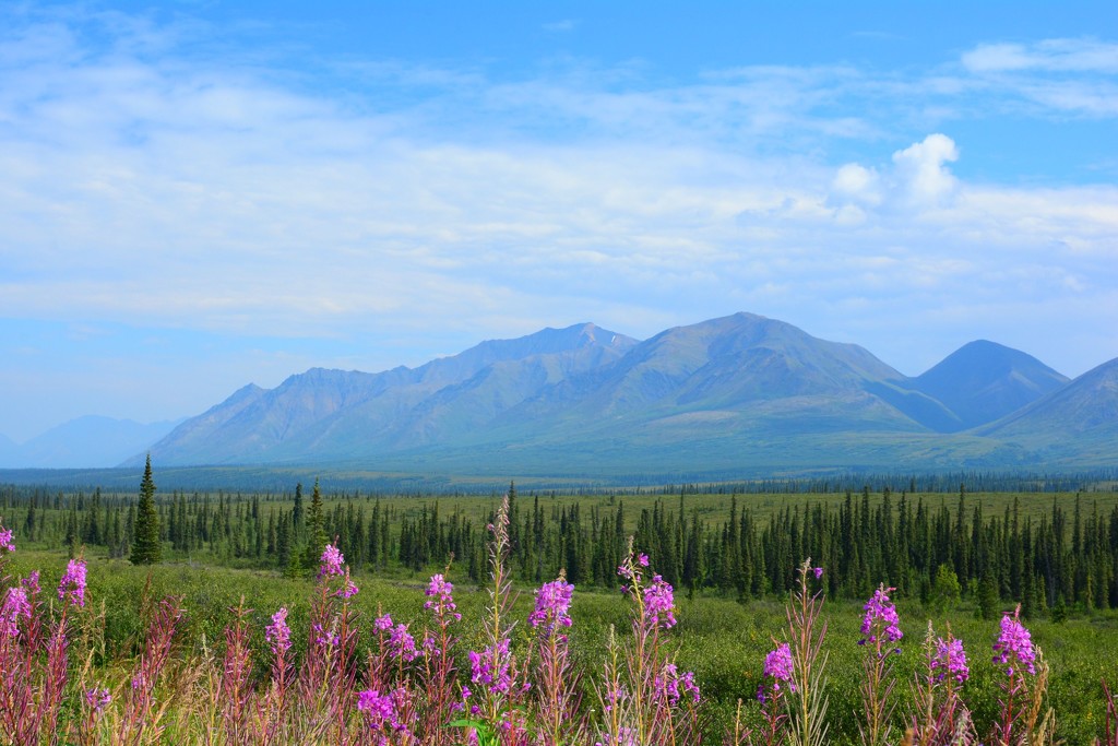 Road to Denali by janetb