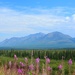 Road to Denali by janetb