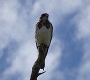 10th Aug 2015 - Swainson's Hawk, New Mexico