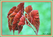 7th Aug 2015 - Angel Wing Begonia