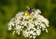 9th Aug 2015 - Fly on Queen Anne's Lace