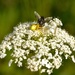 Fly on Queen Anne's Lace by frantackaberry