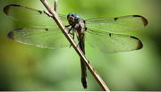 10th Aug 2015 - Dragonfly on the Limb