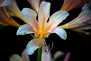 10th Aug 2015 - Surprise Lily 