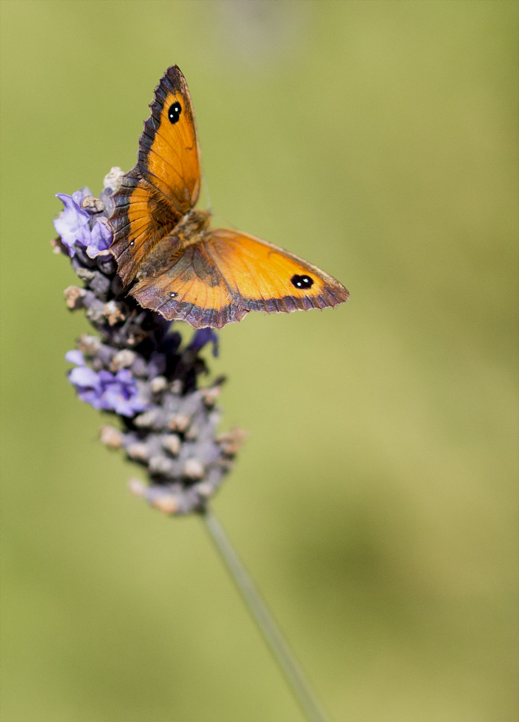 Butterfly by shepherdmanswife