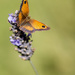 Butterfly by shepherdmanswife