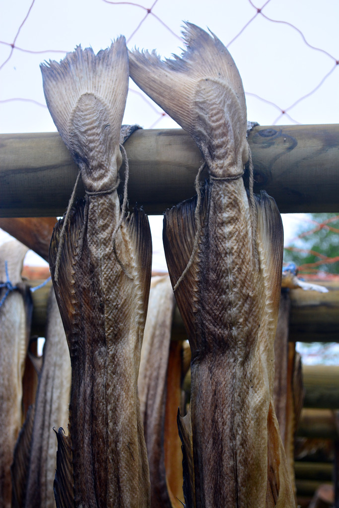 stockfish by iiwi