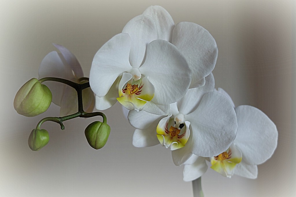 re-flowering white  by quietpurplehaze