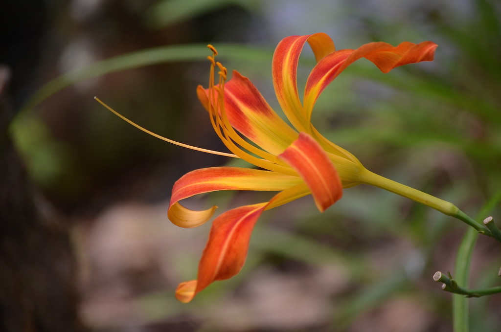 Day lily, Magnolia Gardens, Charleston, SC by congaree