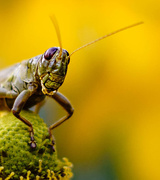 11th Aug 2015 - Grasshopper