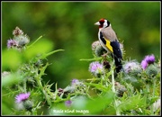 11th Aug 2015 - Goldfinch
