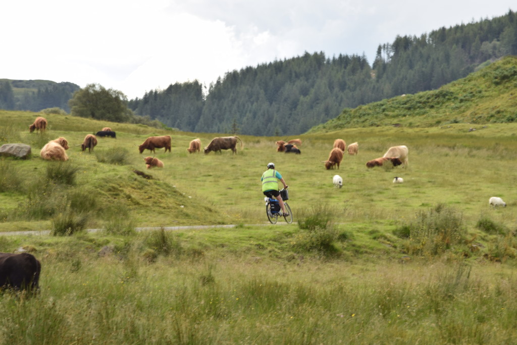 cyclist, cows, and sheep by christophercox