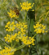 11th Aug 2015 - Hoverfly on fennel